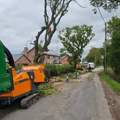 Longton Ash Removal Reduction 2