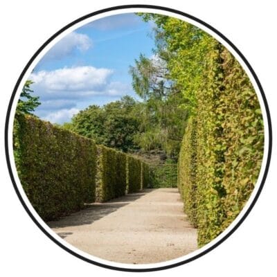 Perfectly trimmed tall green hedges forming a straight, inviting pathway after professional hedge cutting and trimming.