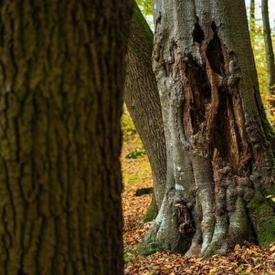 A focus on the textured, damaged trunk of a mature beech tree in a forest, showing a large dark vertical hollow or hole. The ground is covered with fallen brown and yellow leaves.