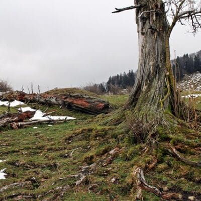 A decaying, dead, weathered tree trunk stands upright on a grassy, mossy hillside with exposed roots. Nearby, another large, reddish-colored log lies on the ground, surrounded by patches of snow.