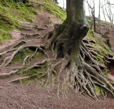 A mature tree with massive, exposed, and partially damaged roots gripping a steep, mossy earthen bank. The roots are spread out over the compacted dirt path.