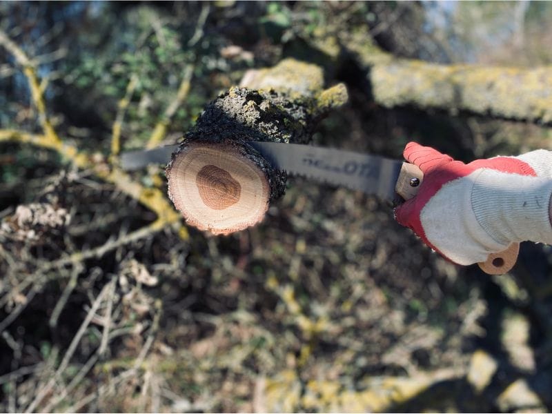 Close up of a professional arborist using a hand saw to prune a tree branch with a clean, precise cut.