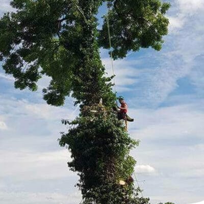 A professional tree surgeon from Highfield Tree Care securely harnessed and climbing a tall, leafy tree to perform expert pruning and dismantling services in Oldham.