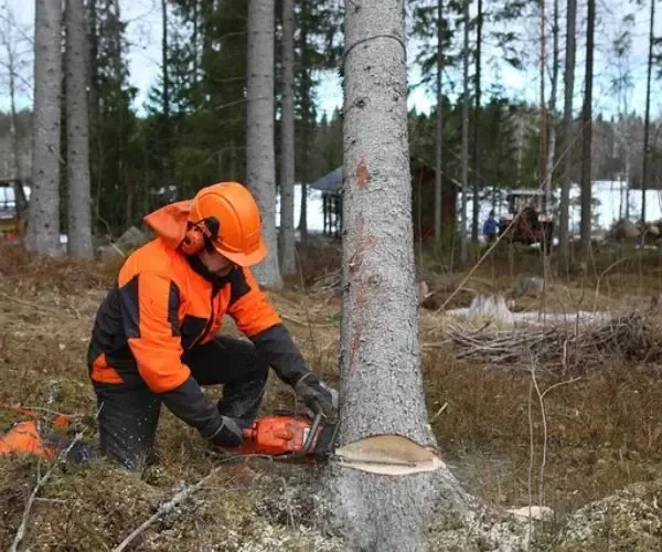 A Highfield tree surgeon in high-visibility orange safety gear and a helmet using a chainsaw to make a precision directional cut at the base of a large tree in a Lancashire woodland area.