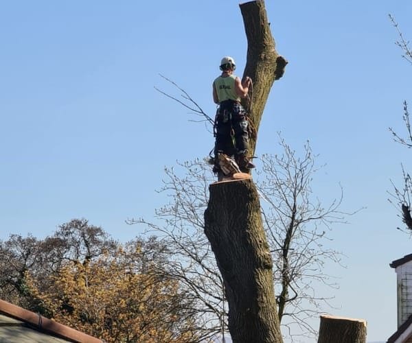 A professional Highfield tree surgeon wearing a safety helmet and harness, positioned high on a large tree trunk during a technical dismantling project in Urmston.