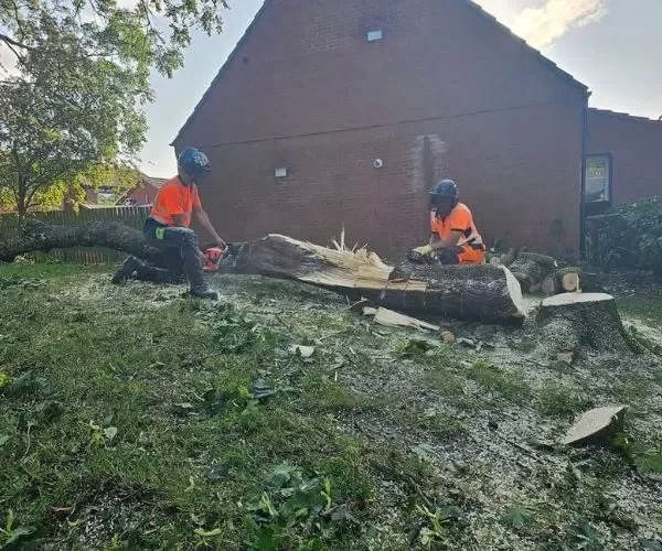 Two Highfield tree surgeons in high-visibility orange safety gear using chainsaws to clear a large fallen tree trunk in a residential garden in Urmston following Storm Lilian.