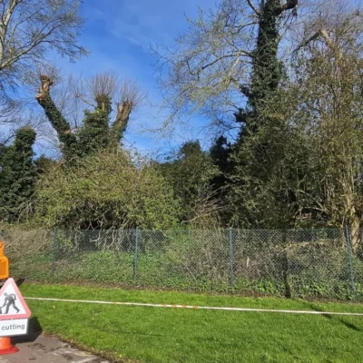 Emergency Tree Removal 0 Service