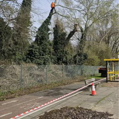 Emergency Tree Removal 1 Service