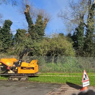 Emergency Tree Removal 2 Service