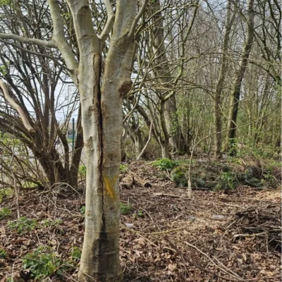 Emergency Tree Removal 3 Service