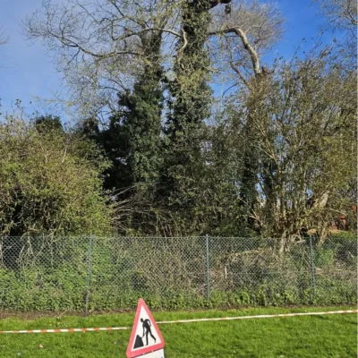 Emergency Tree Removal 5 Service