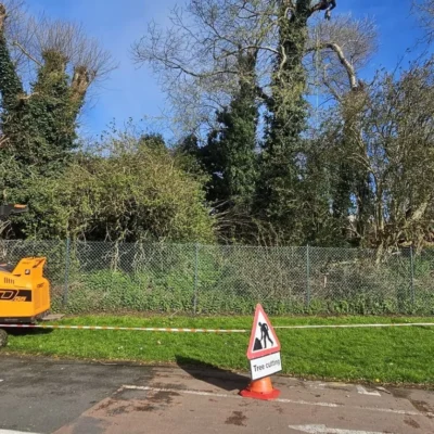 Emergency Tree Removal 6 Service