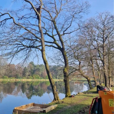 Professional tree removal by Highfield Tree Care in progress at a lakeside fishery in Lancashire, showing a tree surgeon rigging sections from height.
