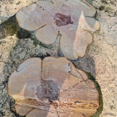 cross-section of a felled beech tree following tree removal at a Lancashire fishery. The inner rings show a dark patch of discolouration – a sign that these trees were decaying from inside.