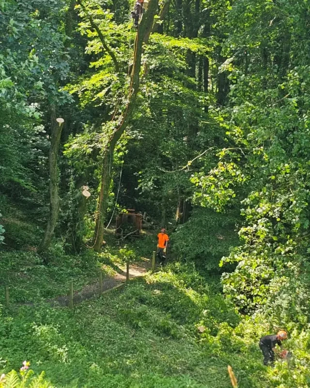 Highfield Tree Care team carrying out removal of dangerous ash trees in dense woodland, with a tree surgeon working at height and two ground crew managing timber below, Lancashire