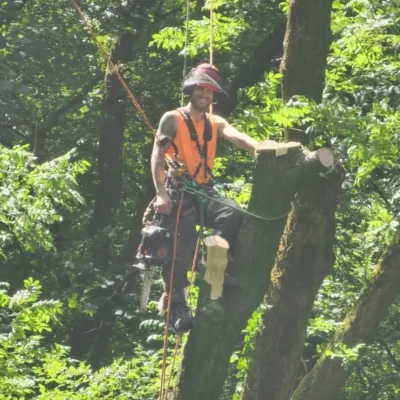 Highfield Tree Care tree surgeon working at height in full PPE including helmet, visor and harness, using rigging ropes during sectional ash tree dismantling in Lancashire woodland
