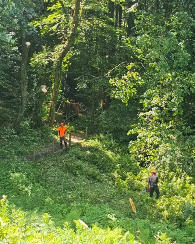 Professional tree surgeon positioned at the top of a stripped ash tree trunk during sectional tree removal, with ground team managing cleared timber in a Lancashire woodland setting