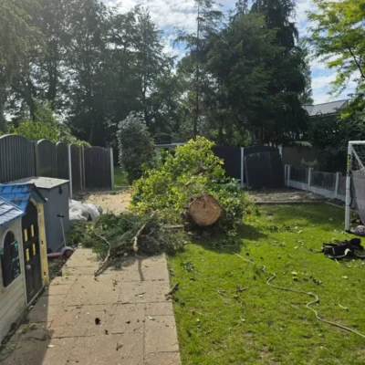 Removal Of A Large Pine Tree 0 Treecare