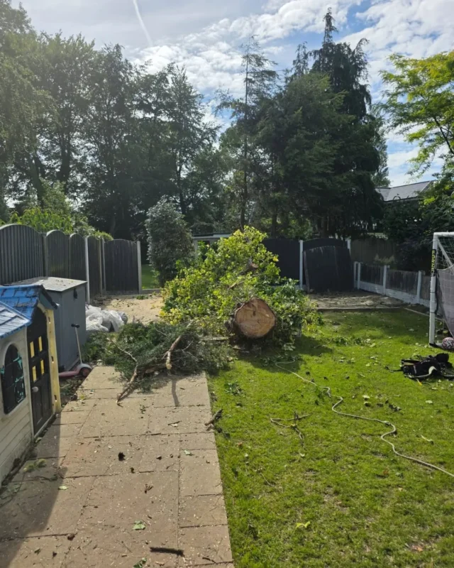 Removal Of A Large Pine Tree 0 Treecare