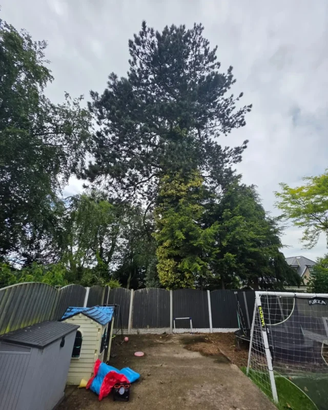Removal Of A Large Pine Tree 1 Treecare
