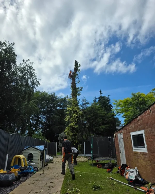 Removal Of A Large Pine Tree 2 Treecare