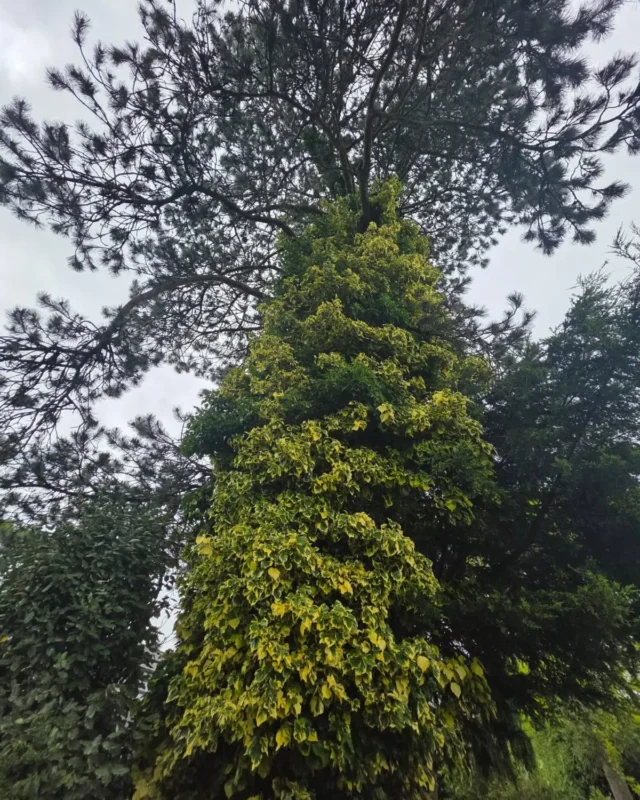 Removal Of A Large Pine Tree 3 Treecare